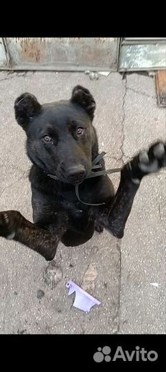 Собака в добрые руки