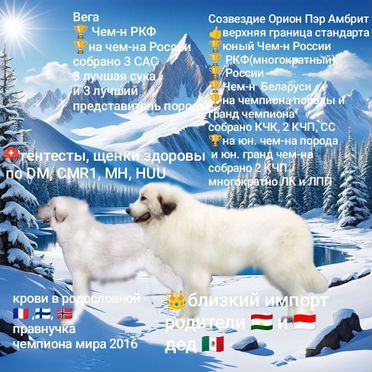 Пиренейская горная собака, щенок