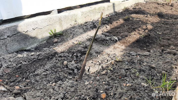 Грецкий орех. Саженцы