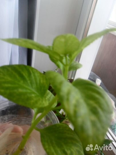 Кроссандра взросл и черенки неск шт Колеус шоколад