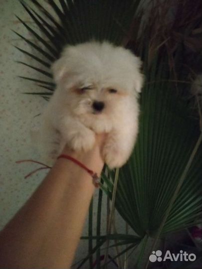 Болонки мальтезе мальтипу