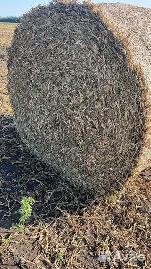 Сено, суданка, разнотравье гороховая солома