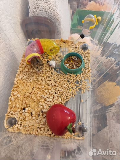 Джунгарский хомяк бесплатно