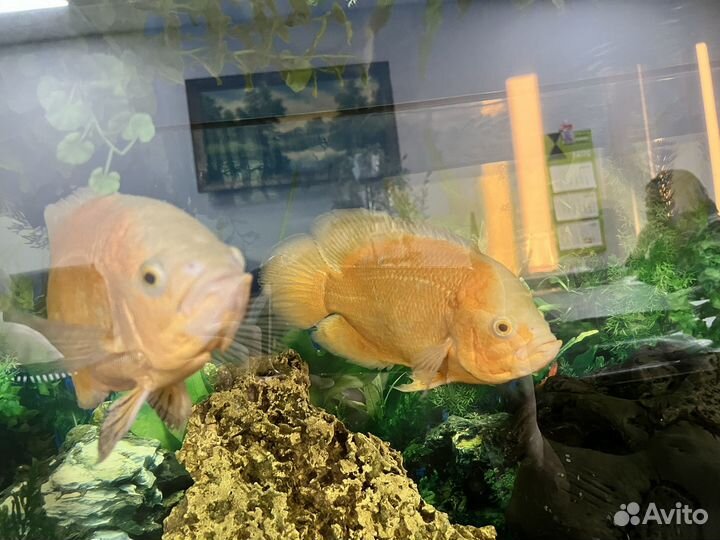 Астронотусы