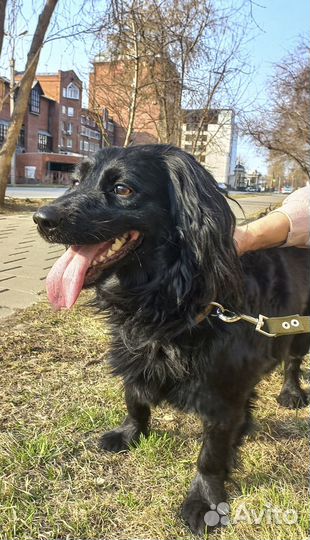 Фредди - подросток, кастрат, метис спаниеля в дар