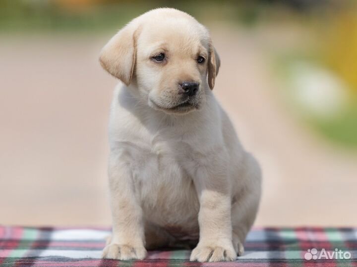 Лабрадор щенки