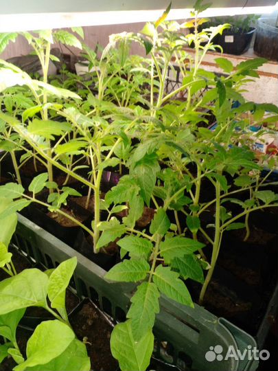 Рассада томатов. Огурцов. Баклажанов. Кабачков