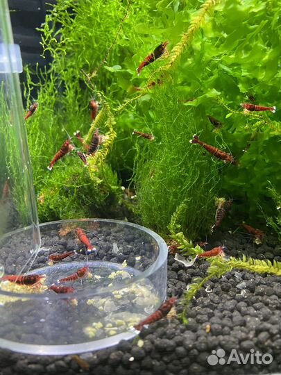 Аквариумные креветки ред руби экстрим