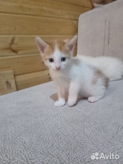 Котята мальчики