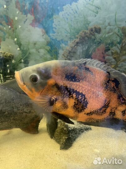 Аквариумные рыбы