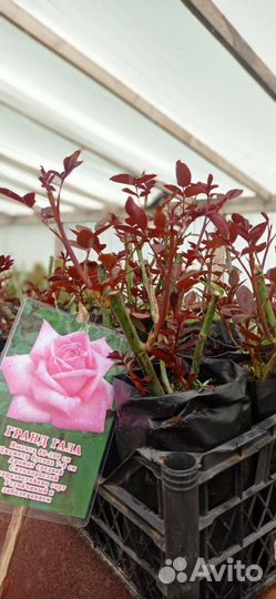 Английская Роза кустовая и плетистая