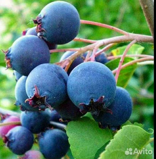 Саженцы плодово - ягодных