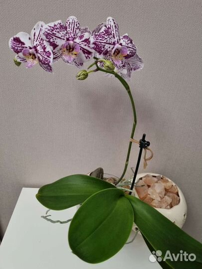 Орхидея
