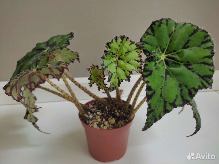 Бегония тигровая