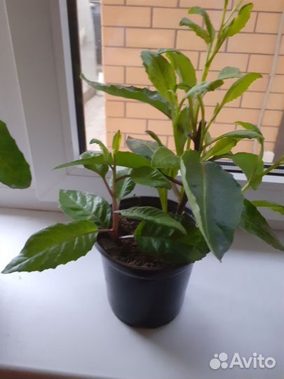 Джинура прокумбенс