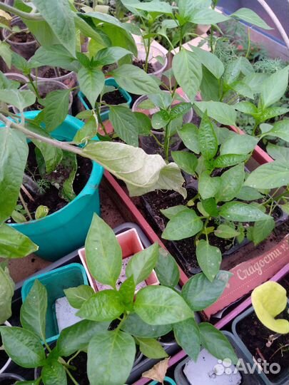 Продам рассаду. Помидоры, перцы, баклажаны