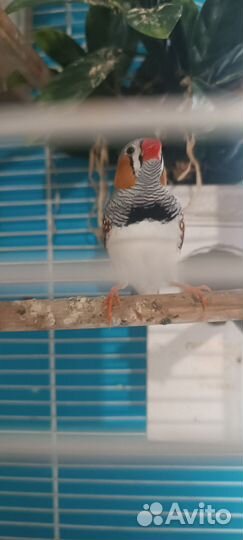 3 птички амадина с клетками