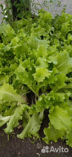 Салат лук укроп тютса щавель