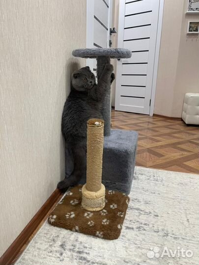 Когтеточка