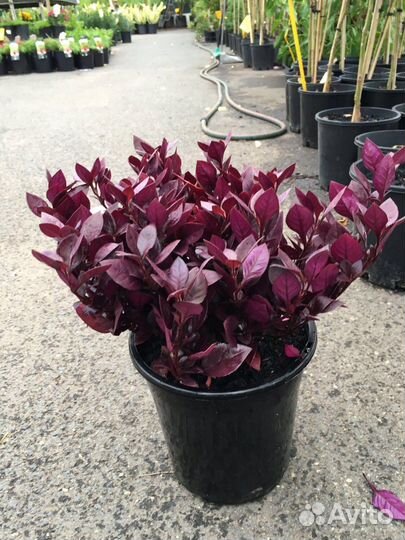 Альтернантера