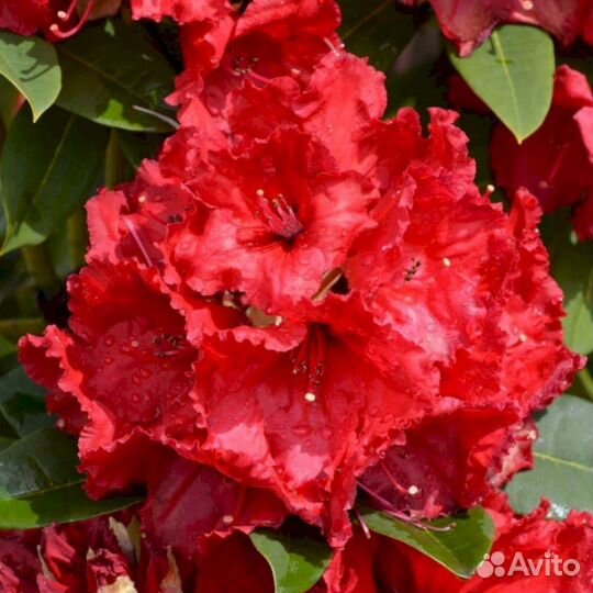 Рододендроны Ред Джек