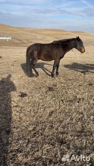 Продается жеребец карачаевской породы