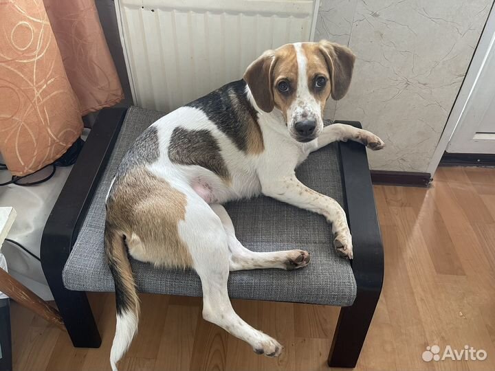 Уход за животными, передержка