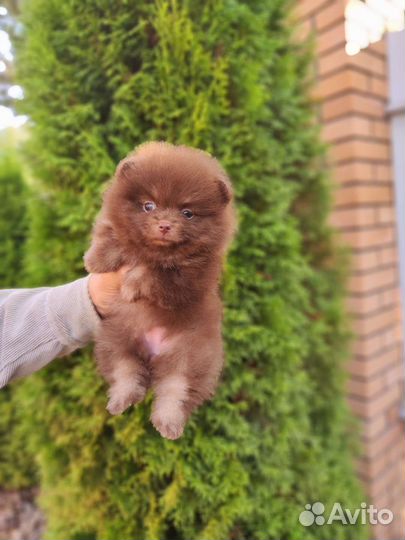 Шпицы мишки