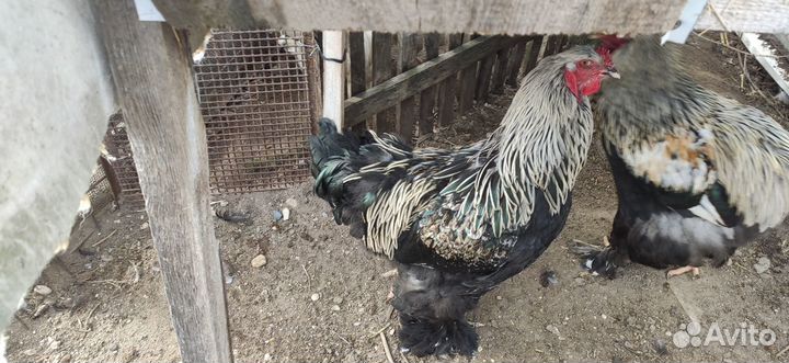 Петухи Брама