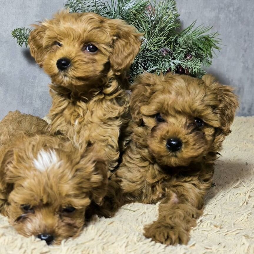 Эксклюзив щенки мальтипу Red Brown maltipoo f1