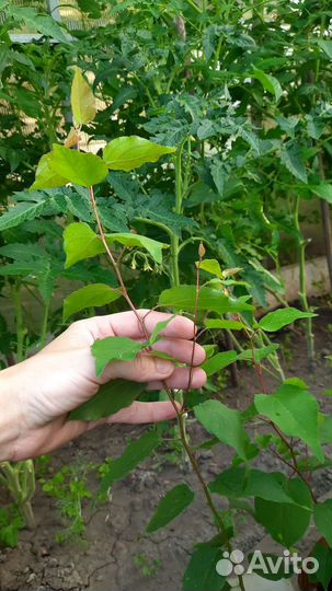 Абрикос местный, молодые саженцы с зкс