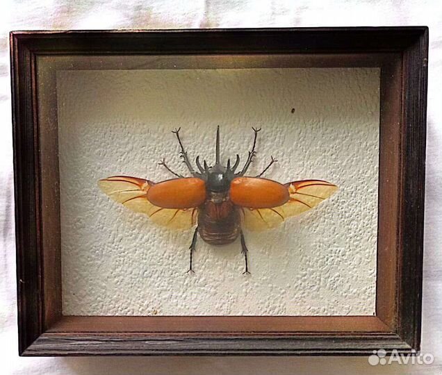 Паук в рамке