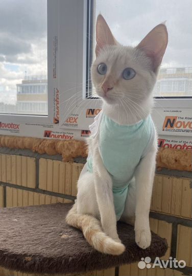 Кошечка ищет дом