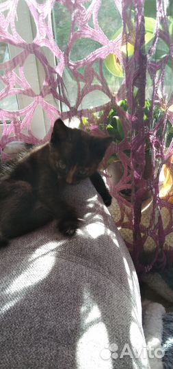 Отдам бесплатно