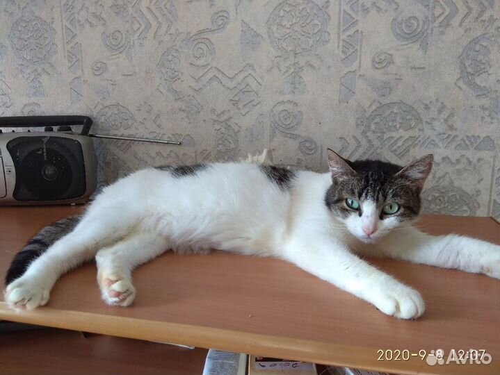 Кошечка в добрые руки