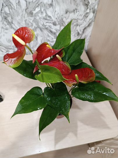 Антуриум красный