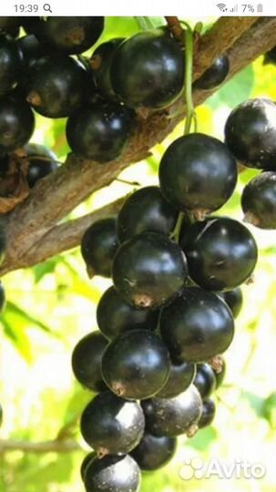 Саженцы красной и черной смородины