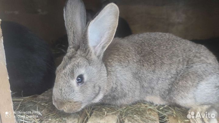Кролики мясных пород