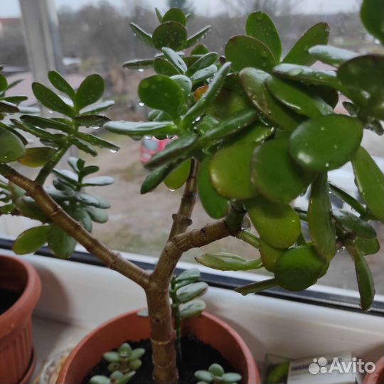 Денежное дерево