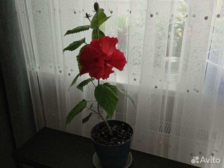 Гибискус китайская роза