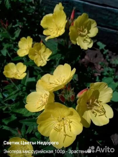 Многолетники