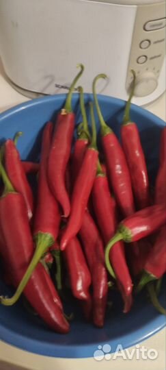 Перец острый свежий
