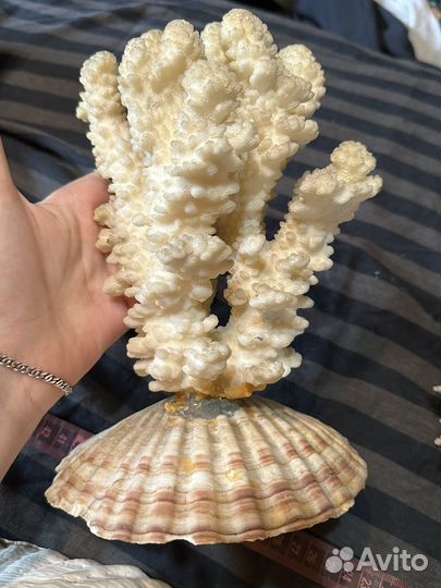 Большие морские раковины и кораллы