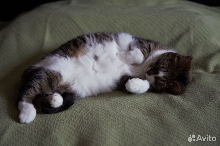 Мудрая кошечка ищет дом