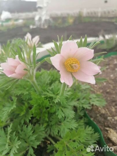 Многолетники(деленки)