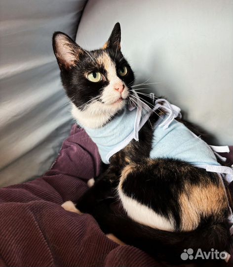 Зеленоглазая трёхцветочка кошечка в добрые руки