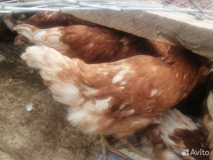 Куры молодки