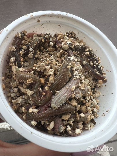 Червь нереис китайский