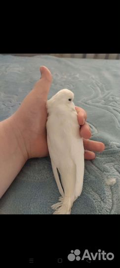 Волнистый попугай Чех. Девочка