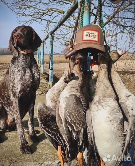 Бейсболка Shot Duck Gear